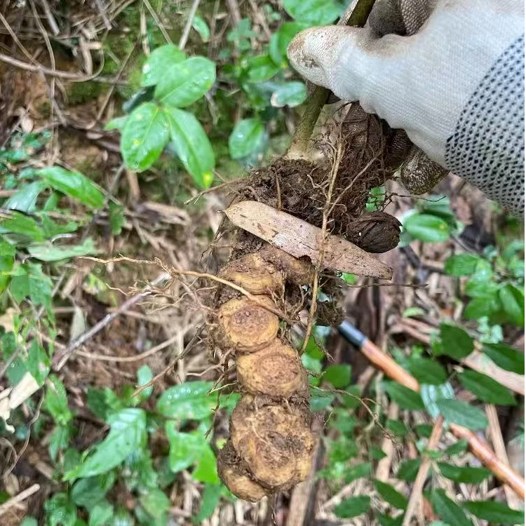 【湖南现挖现发】多花倒苗黄精