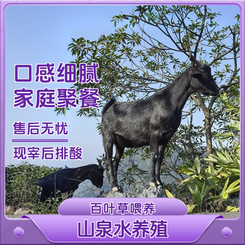 广西马山黑山羊【直播间称重改价】新鲜原生态肉质下单美味