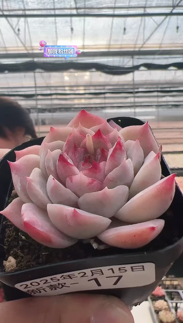 【闪购商品】新款多肉-17