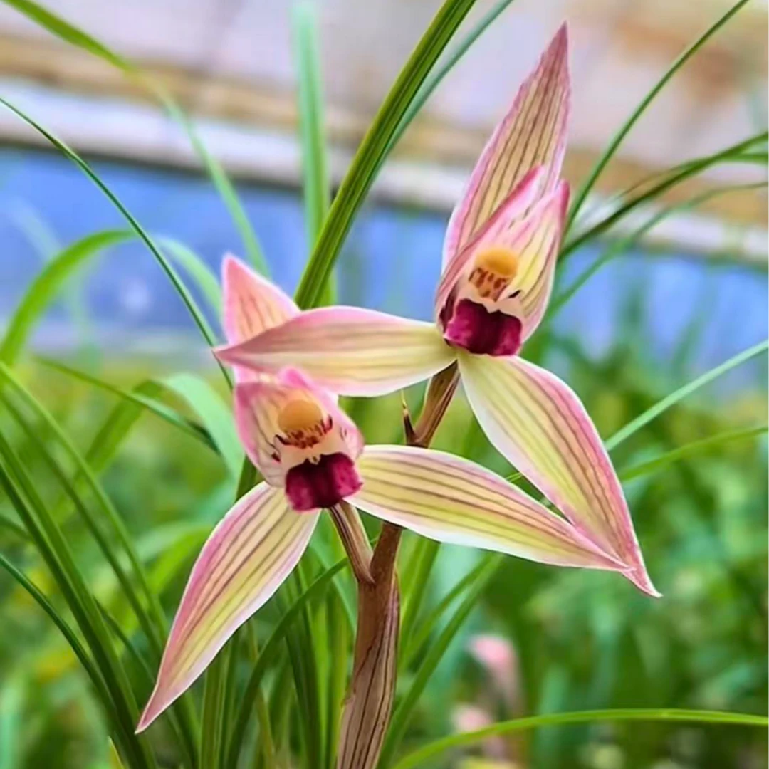 优兰精选——【小龙女】莲瓣兰高端铭品    带花苞 非一物一拍链接