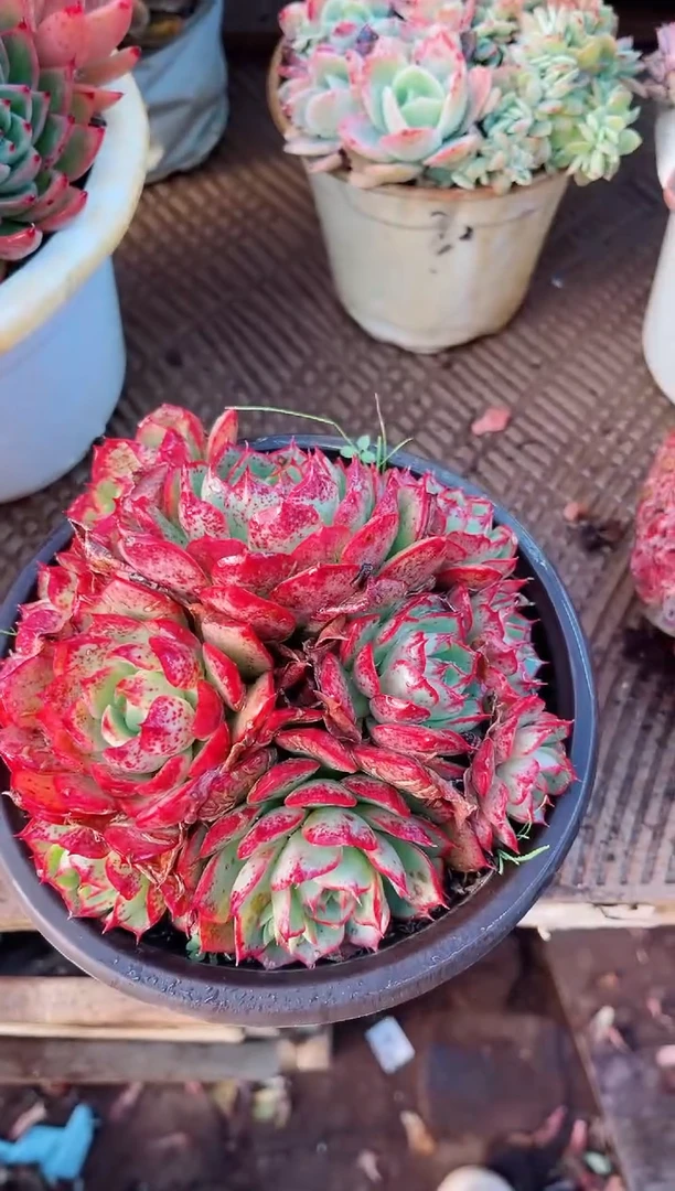 【闪购商品】23187