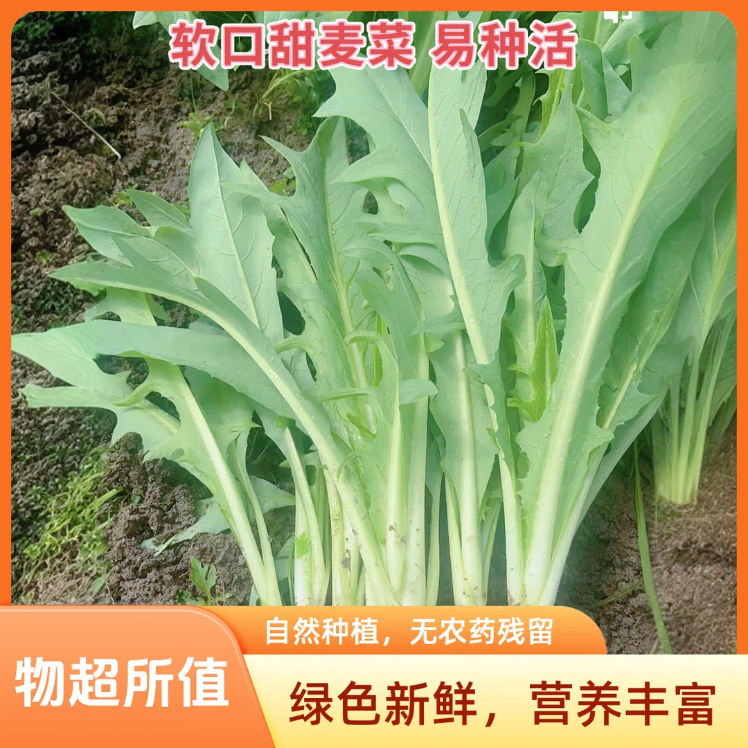 正宗广西博白甜麦菜四季菜籽新鲜种子蔬菜阳台庭院四季种植苦麦菜
