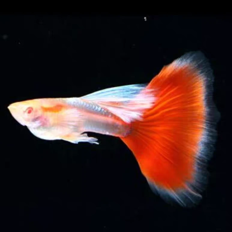 【火烧云】纯种孔雀鱼6条易繁殖观赏鱼孔雀鱼淡水小型淡水热带鱼