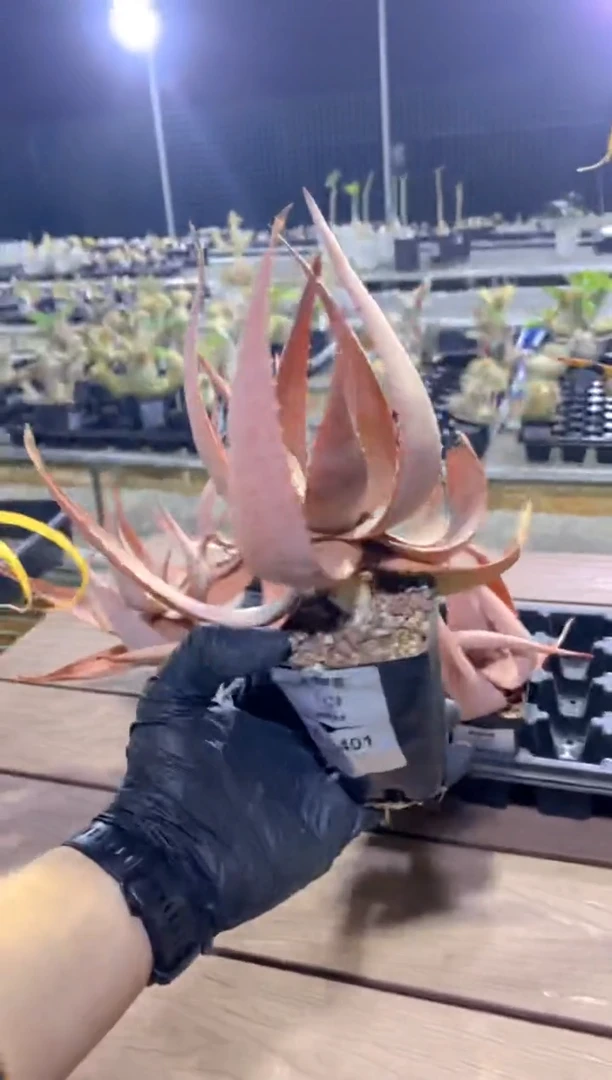 【闪购商品】原生芦荟脱土FB-1401