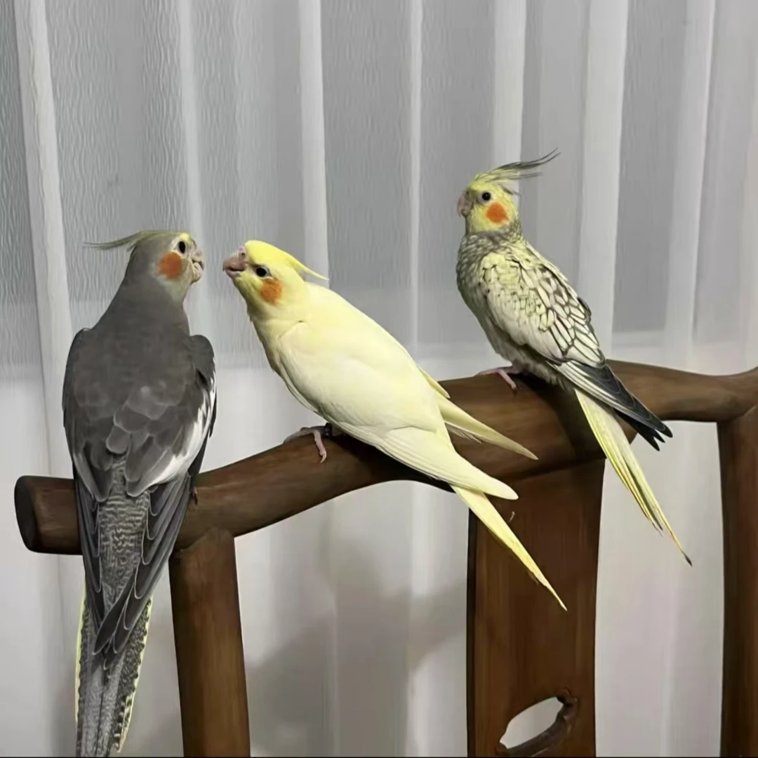 玄凤鹦鹉（颜色可选）