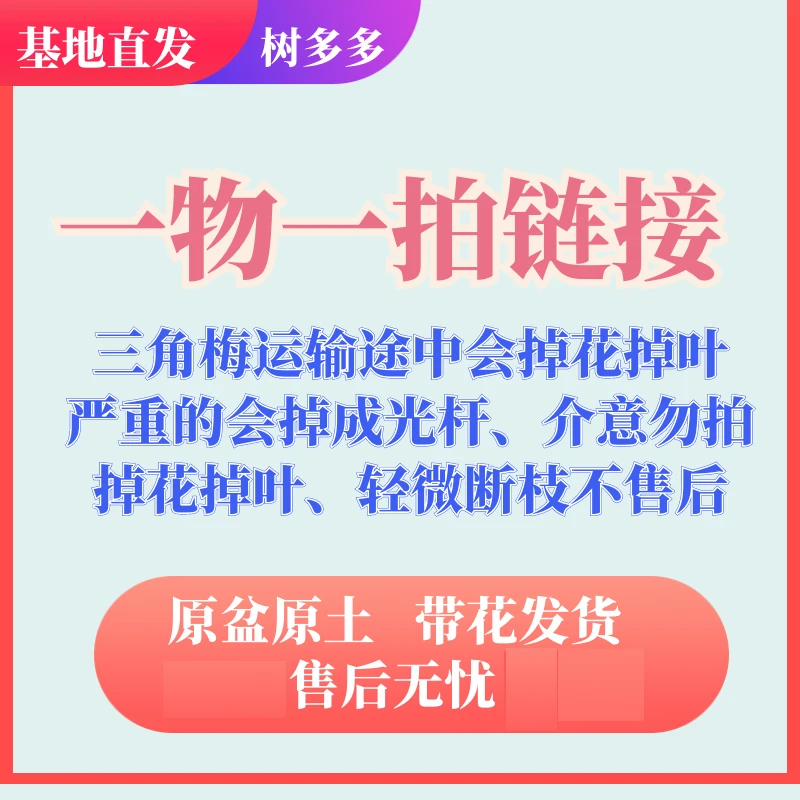 2，三角梅运输途中容易掉花掉叶、严重的会成光杆（介意勿拍！！！）