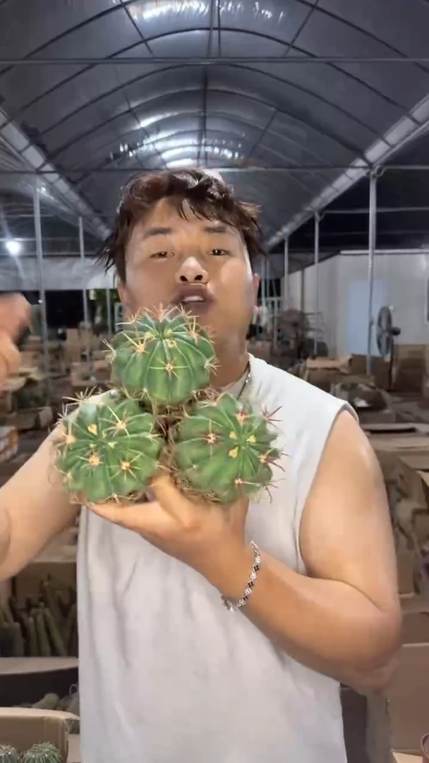 3颗 宽刺日出 6-9cm 实生根