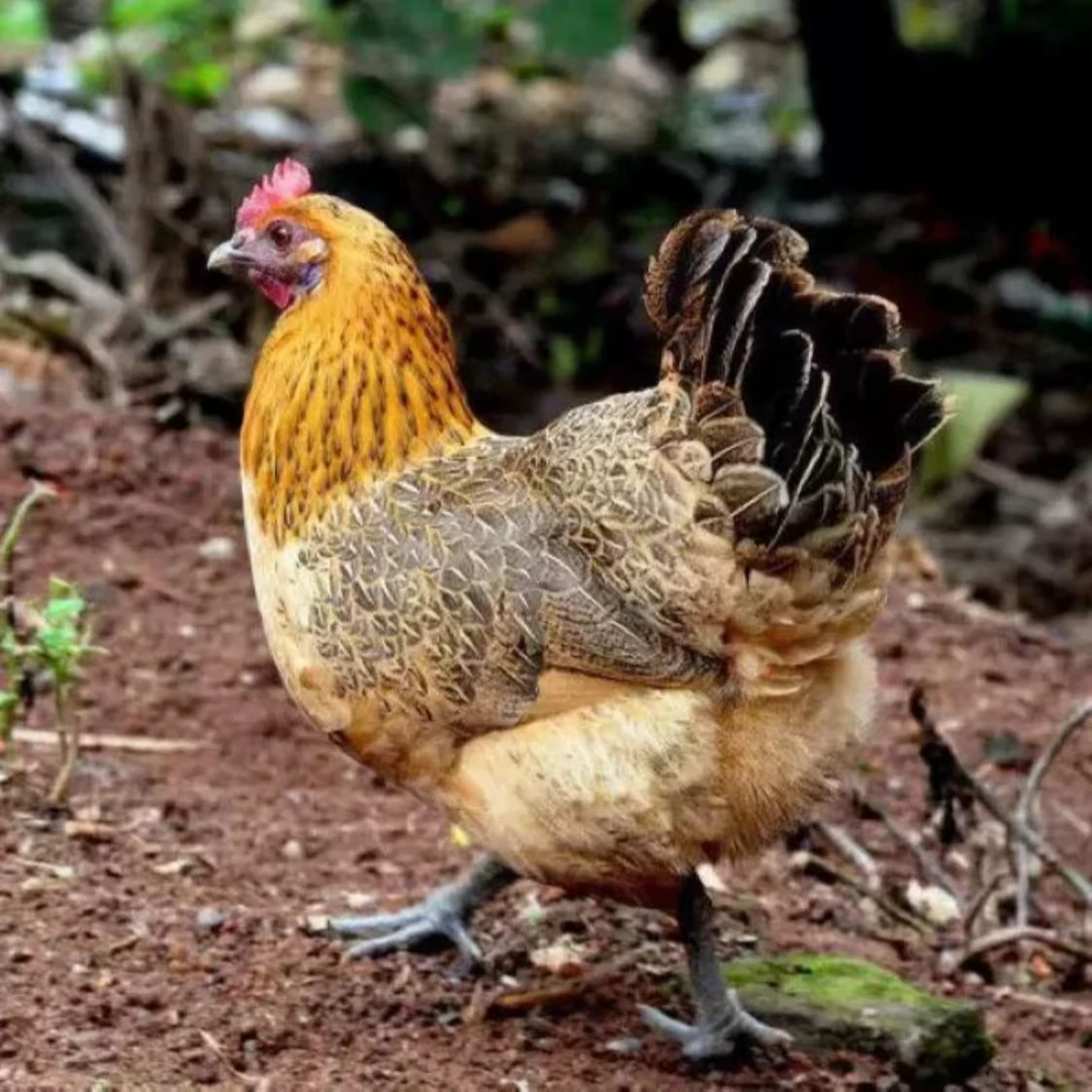 【合川九岭山~跑山鸡（母鸡）】烧烤食材