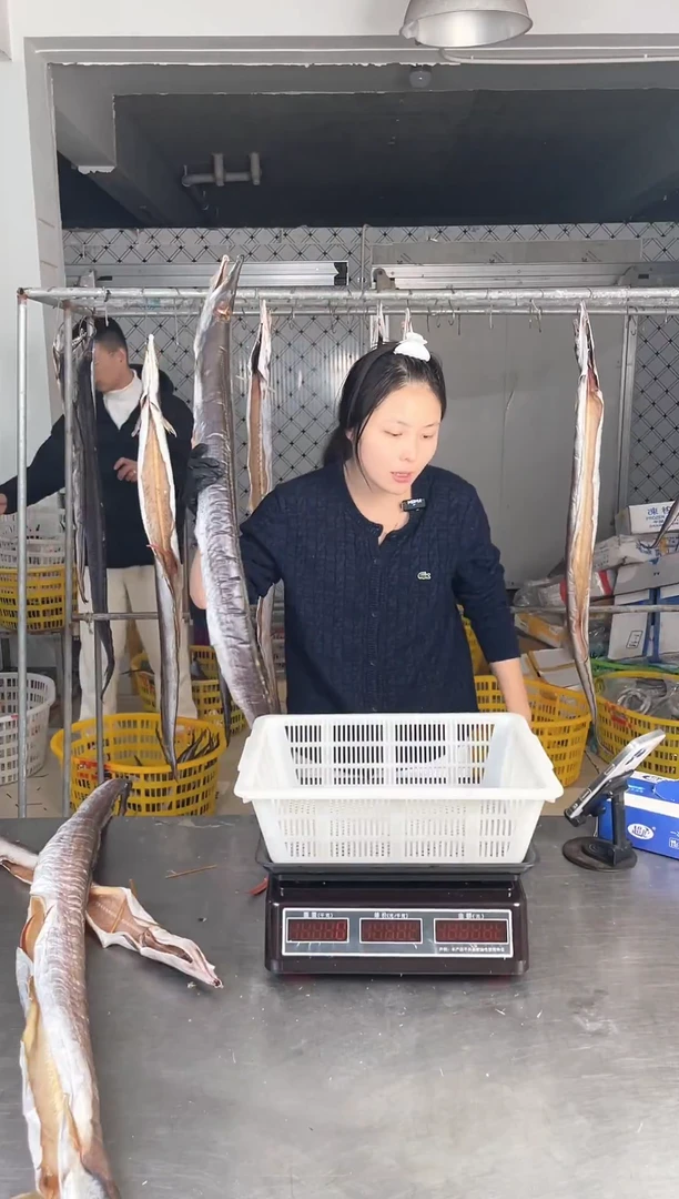 中国大陆3.7斤风鳗1条