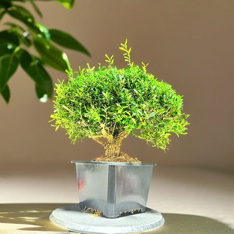 小叶雀舌黄杨盆景四季常青