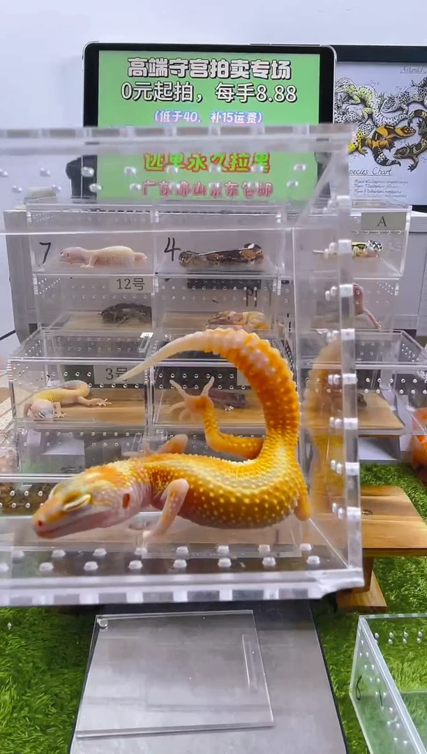 豹纹守宫豹纹肥尾苗子成体肥尾