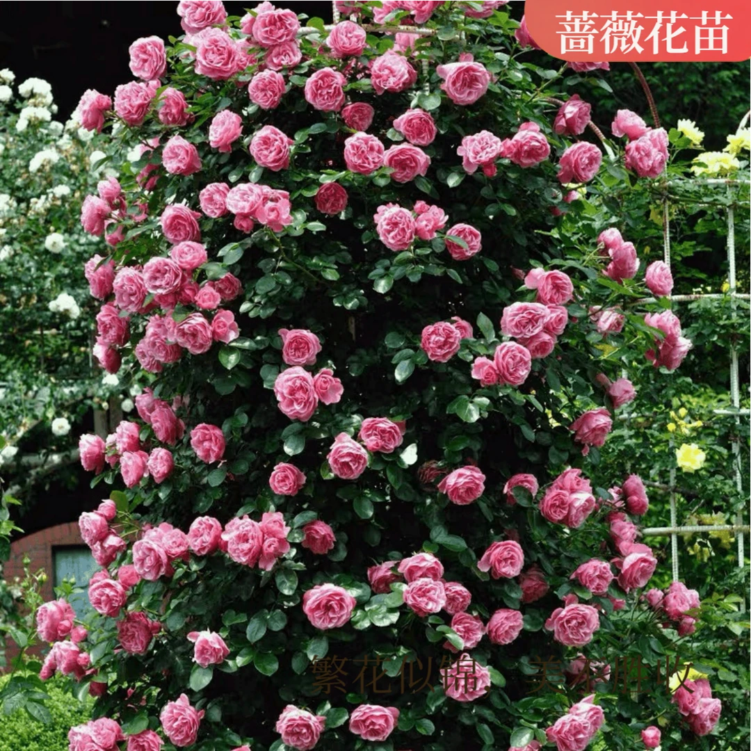月季花苗蔷薇花苗扦插小苗蔷薇四季浓香玫瑰藤本月季庭院浓香