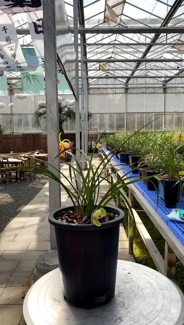 【闪购商品】西神，金盛水