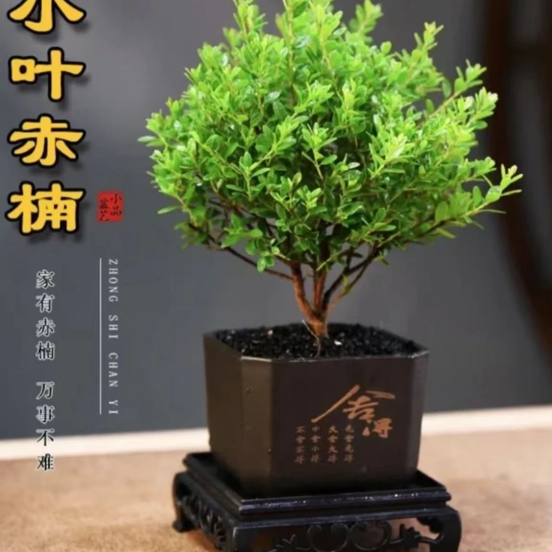 小叶赤楠盆栽办公室摆件鲜活绿植室内四季常青花卉盆景盆栽好养活