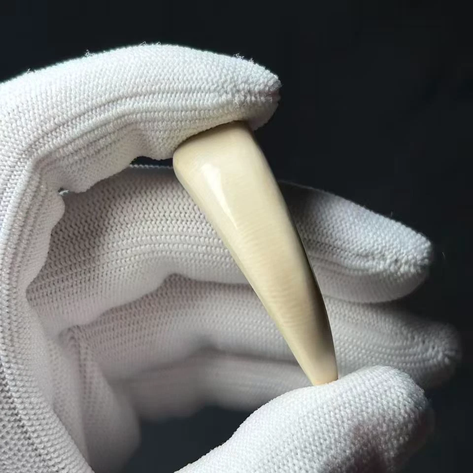 丰骨「猛犸象牙·牙尖」Y558 48*12mm 材质保真 假一罚四