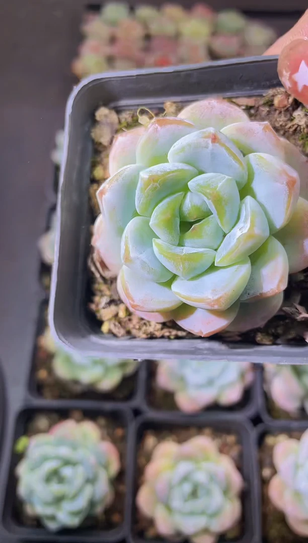 8273小鱼随机发一颗量拍