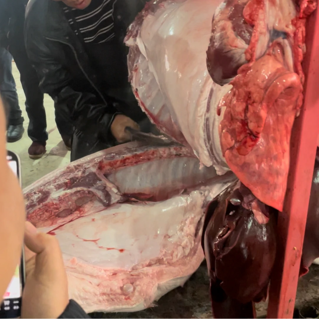 嘟嘟赶场贵州代购农村熟食喂养土猪土猪肉一物一拍顺丰包邮生猪肉