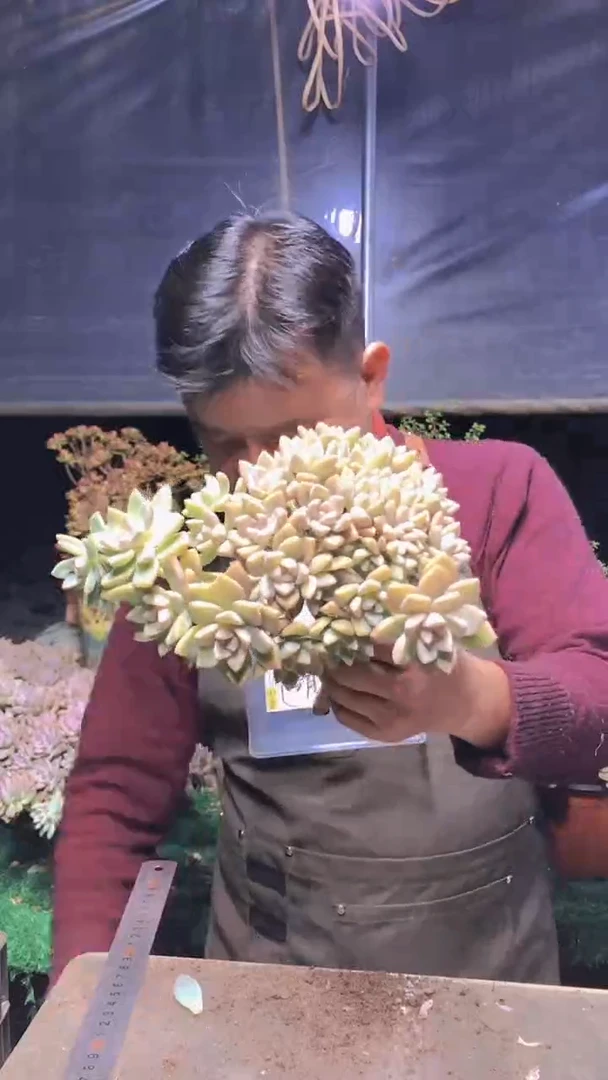 155淡雪缀化一物一拍
