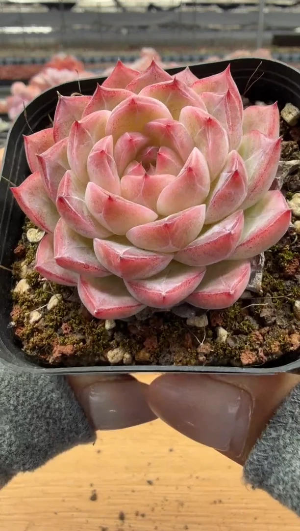 东云多肉园二店-87