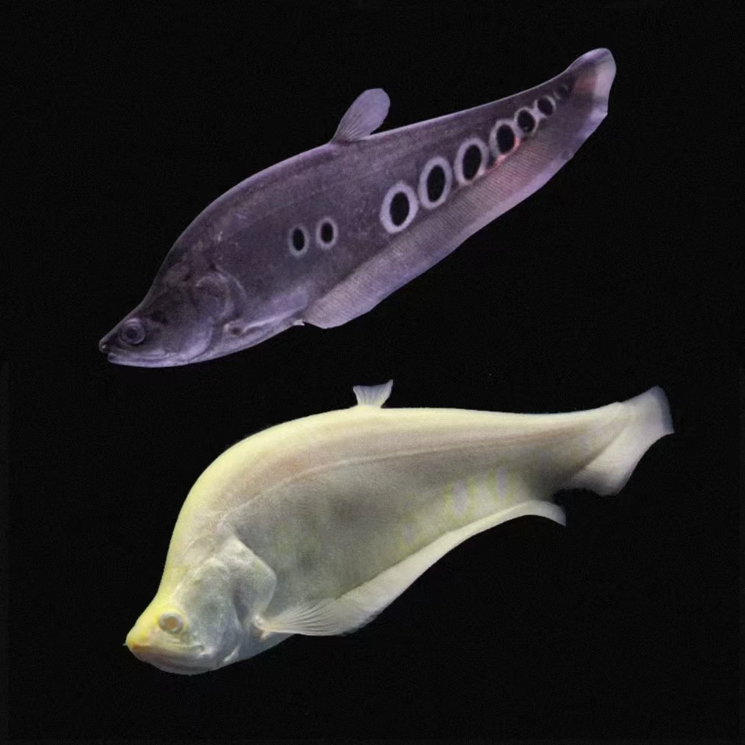 七星刀鱼活体黄化金刀鱼热带淡水观赏鱼中大型招财鱼包邮包运损