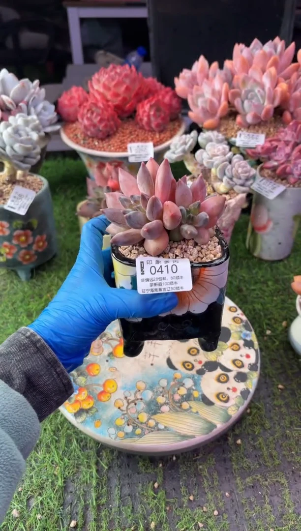 昆明印象多肉0410