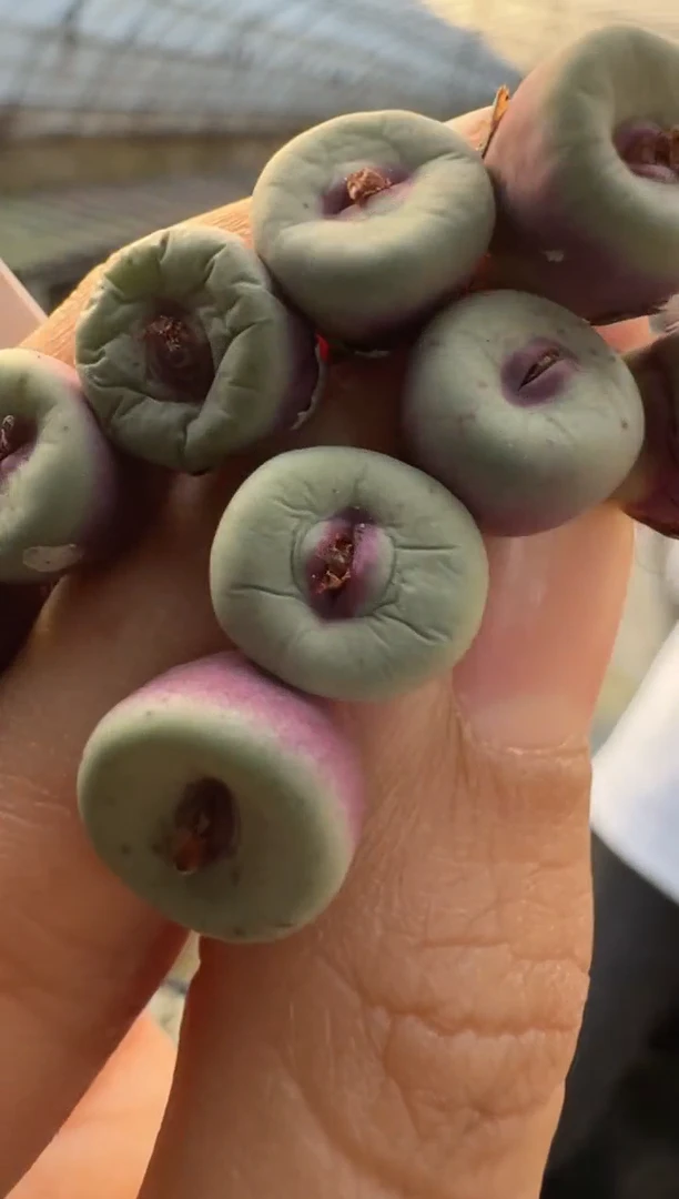 【天津专属】27多肉植物肉锥红嘴一颗