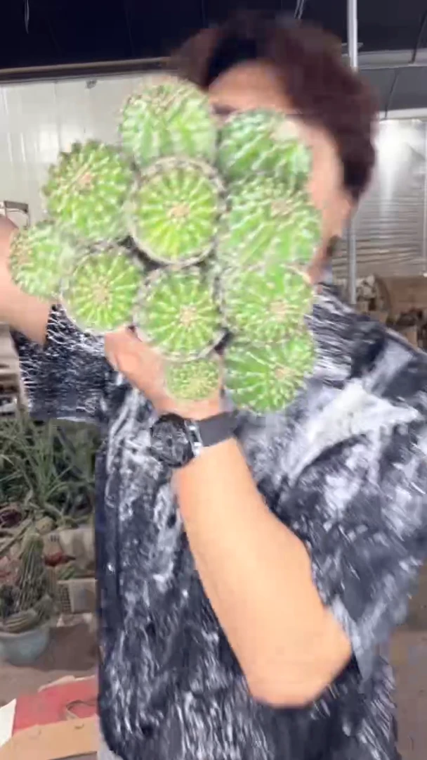 4头起发 席克氏彩草 实生根