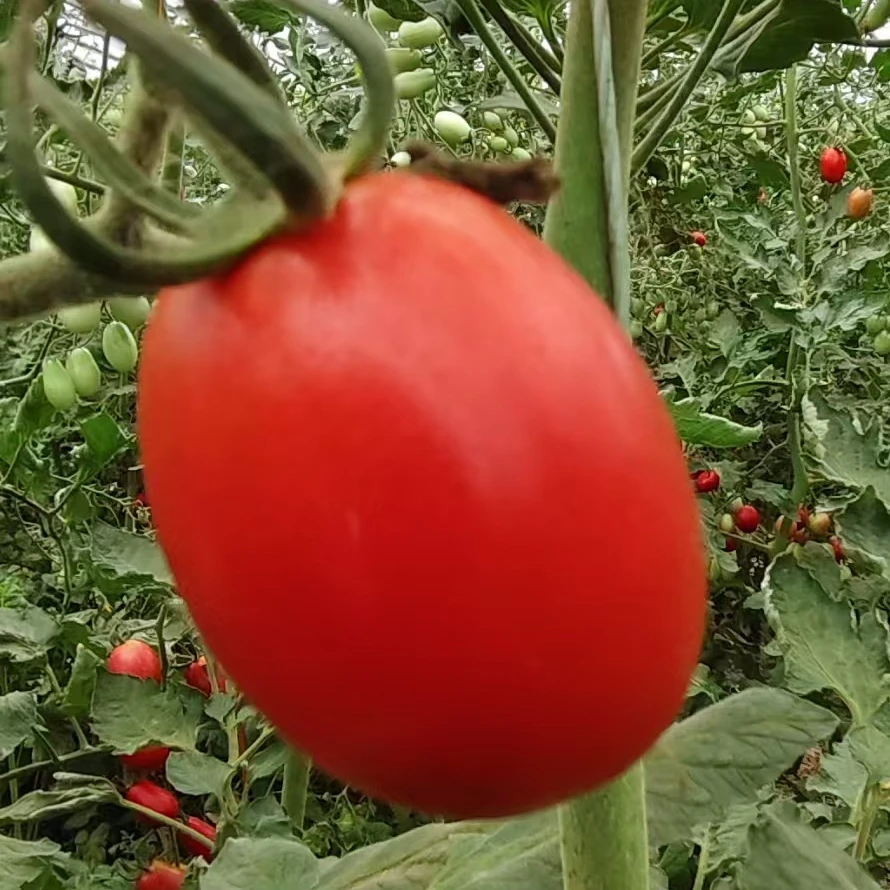 山东新鲜圣女果精品千禧小番茄现摘现发酸甜可口净重5斤发坏包赔