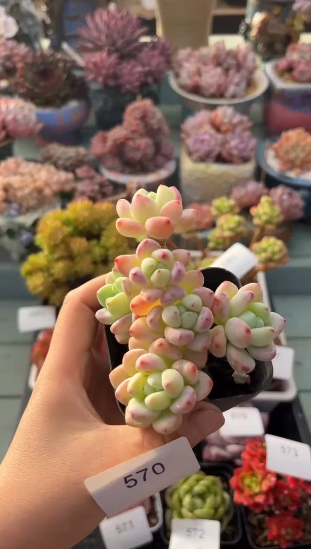 570群生罗琦多肉