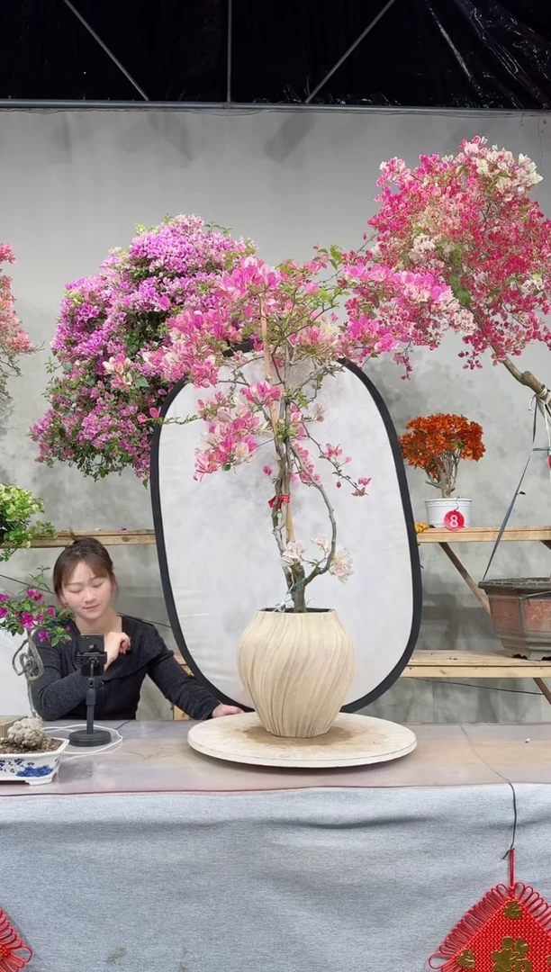 【闪购商品】盆景漳红缨