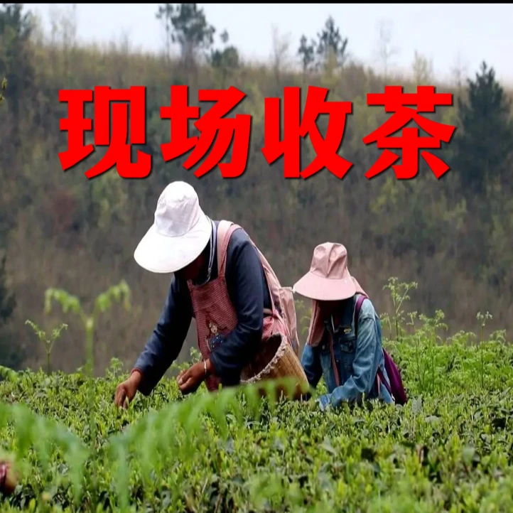 [娟姐现场收茶]茶农自产自销