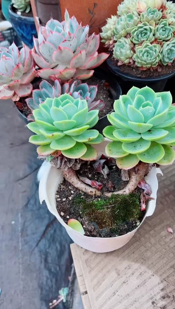 03124多肉植物一物一拍