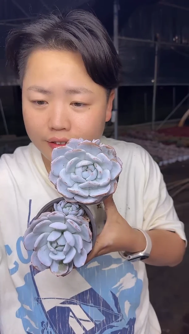 奶盖一单一多   5