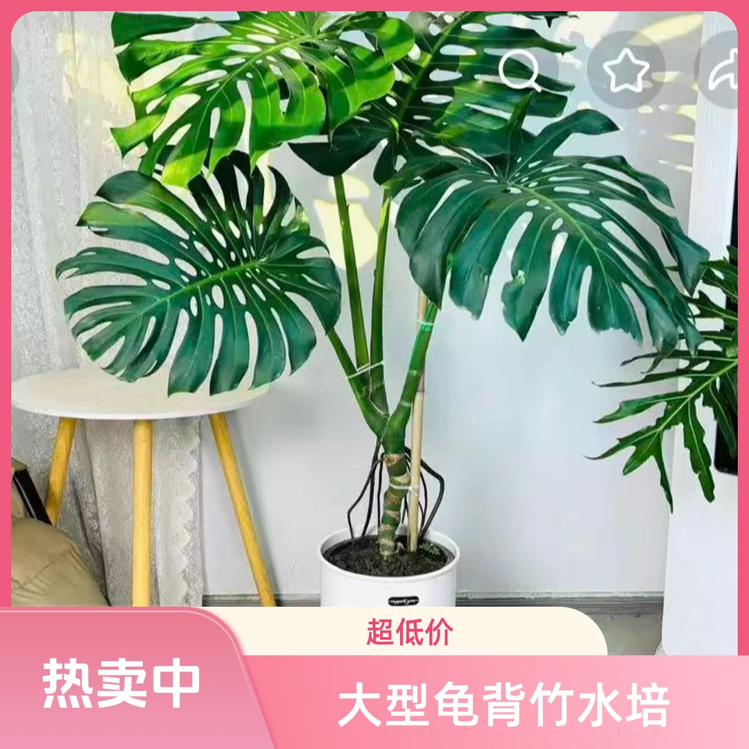 大型龟背竹老桩绿植室内观赏净化空气四季常青