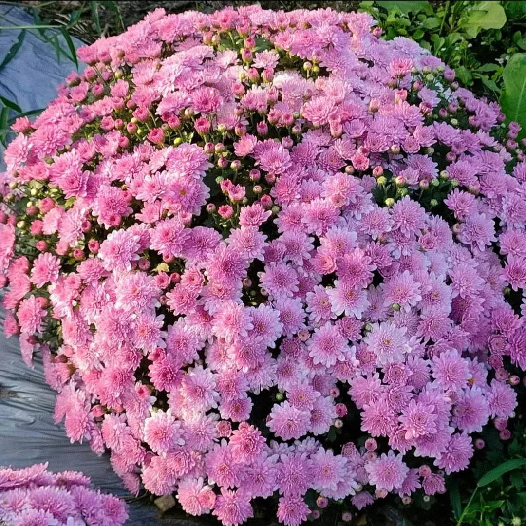 肖【草莓甜心】1.5加仑千头菊原盆原土带花苞发货