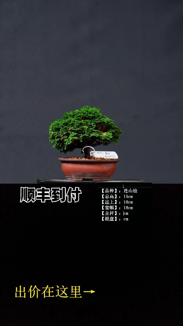 无花朵?*众连山桧 不包邮