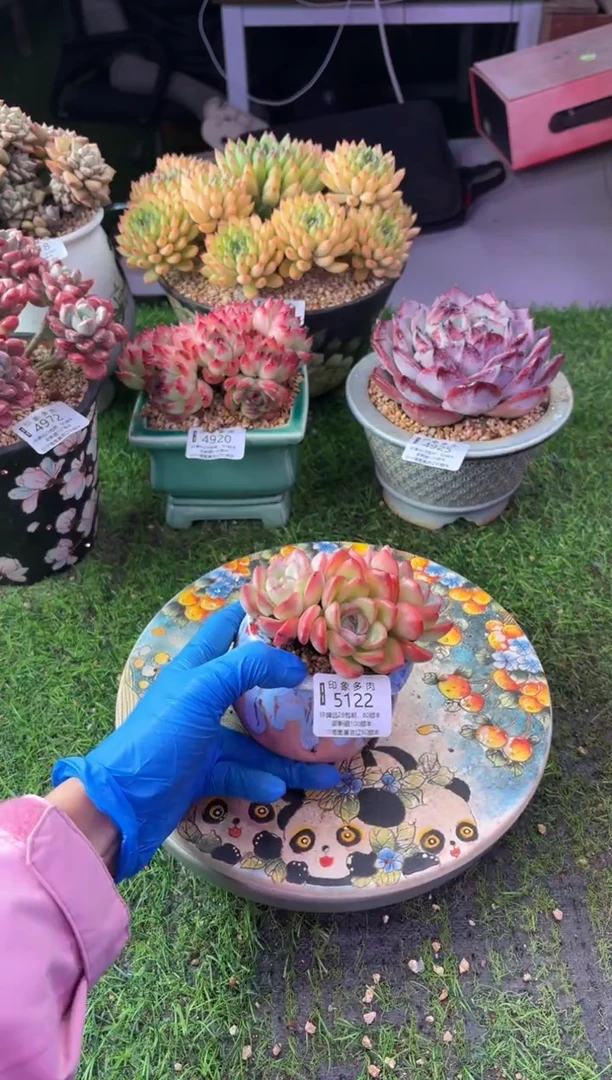 昆明印象多肉5122