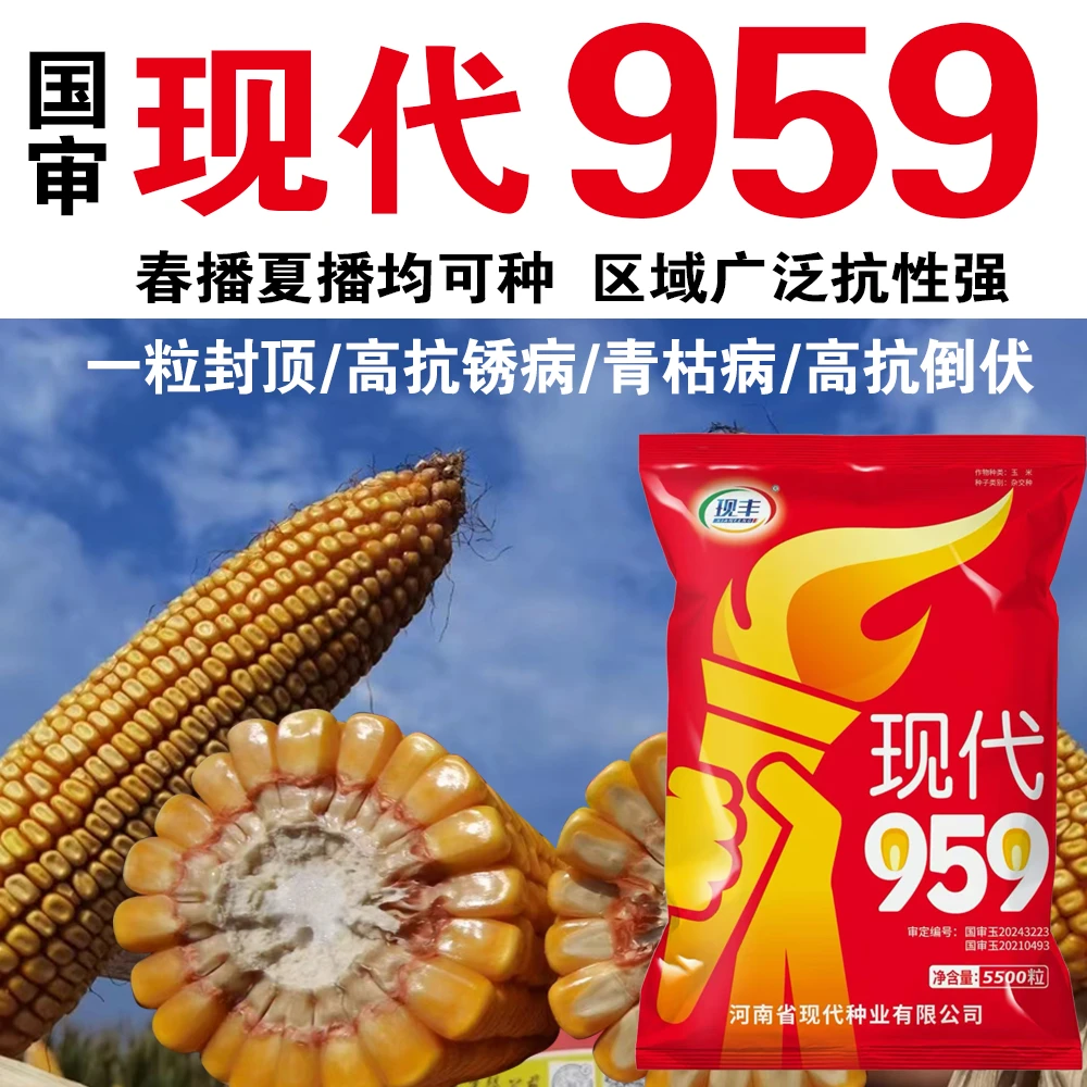 抗倒伏抗病耐高温不花粒大棒精选，升级版5500粒/袋发酵菌剂