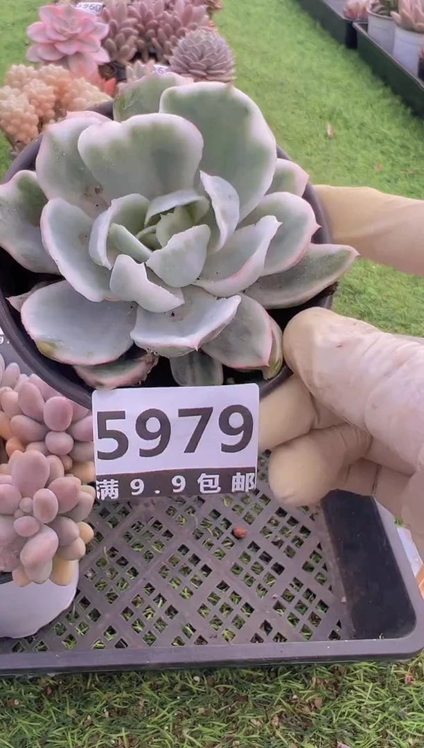 【闪购商品】信福多肉一物一拍