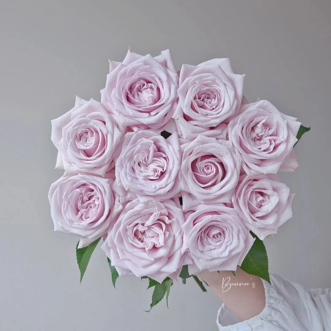 【新年特价】哈雅单头玫瑰 温柔粉紫色 曼塔平替鲜切花家用送人