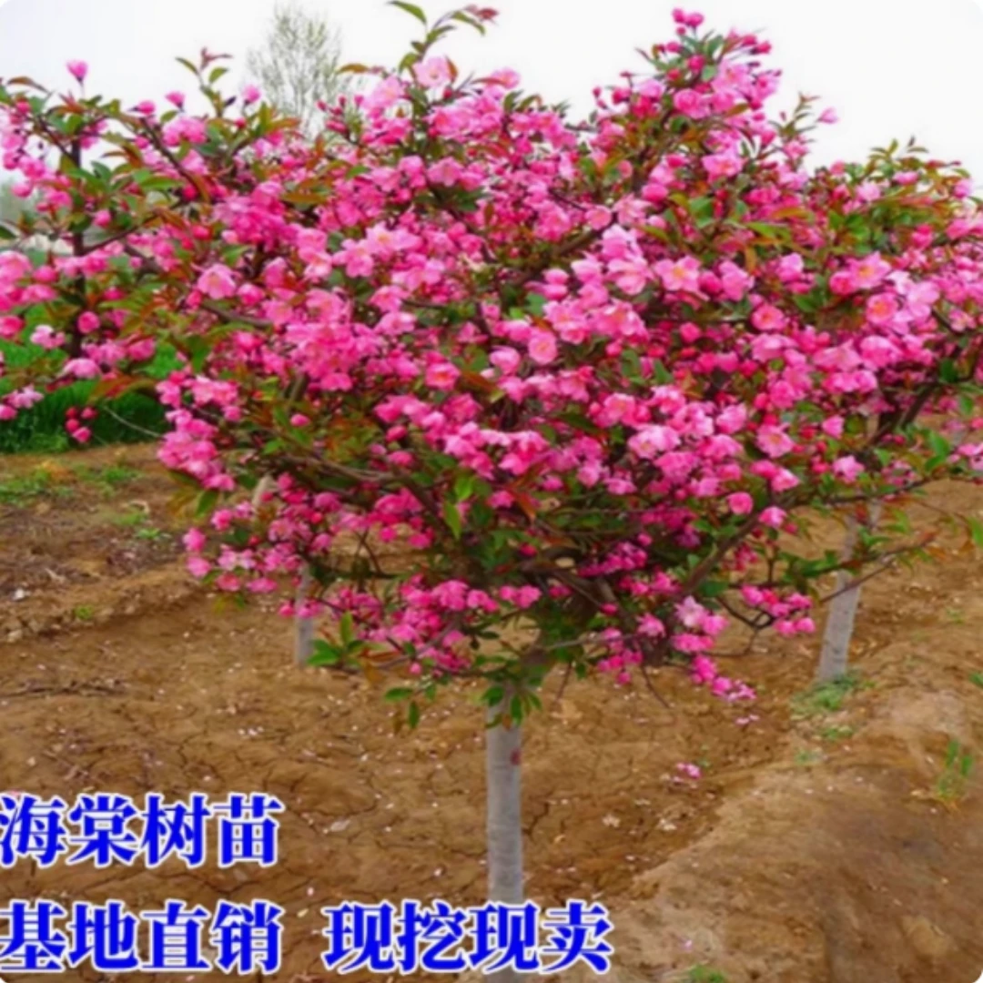 西府海棠花树苗 垂丝 北美木瓜海棠苗盆栽耐寒庭院别墅工程绿化苗