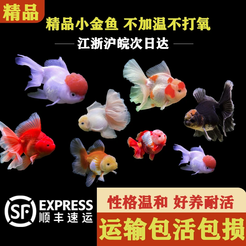 小金鱼冷水鱼小型观赏鱼好养耐活