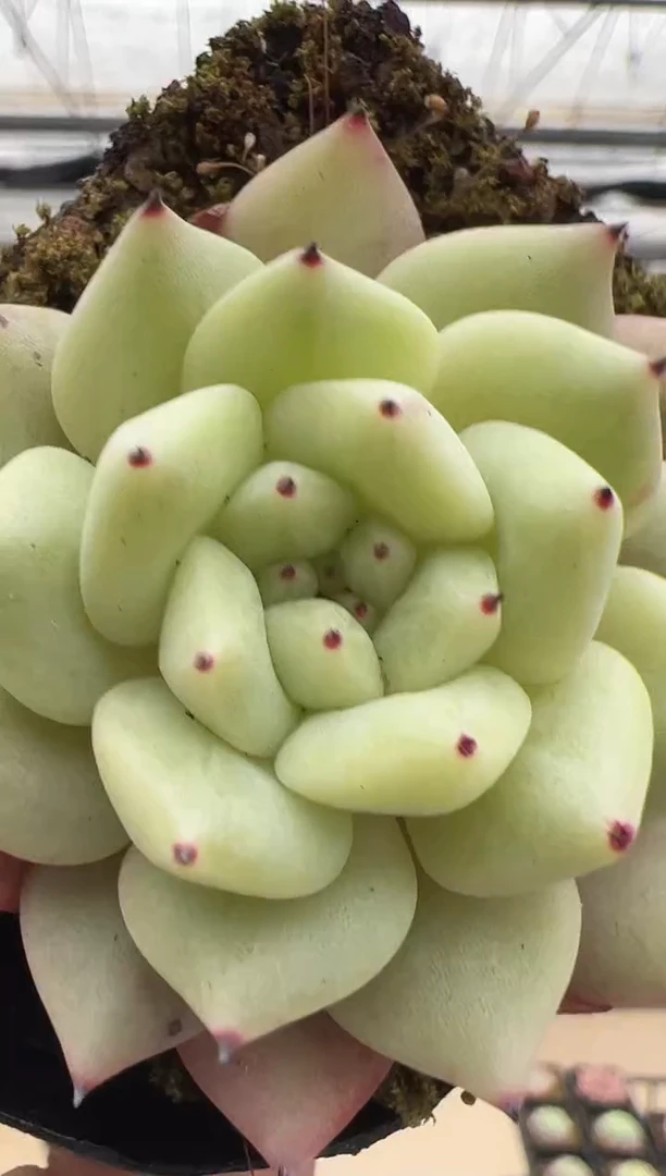 【闪购商品】新款多肉-256