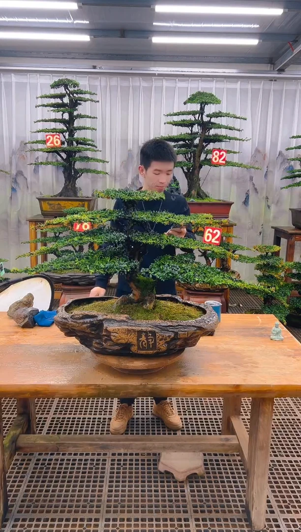 无花朵用****熟精品盆景直播间一物一拍