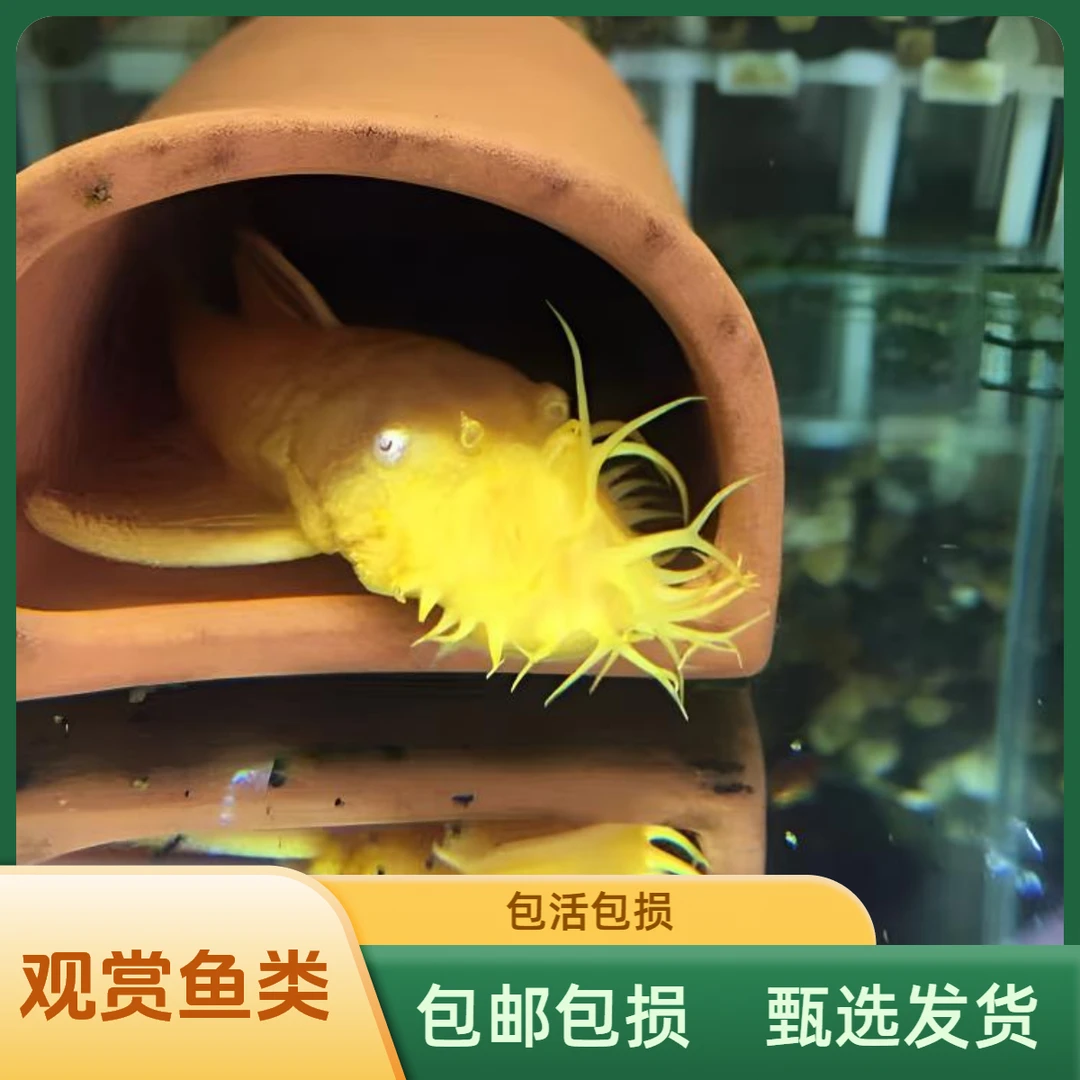 黄金大胡子鱼种鱼一对