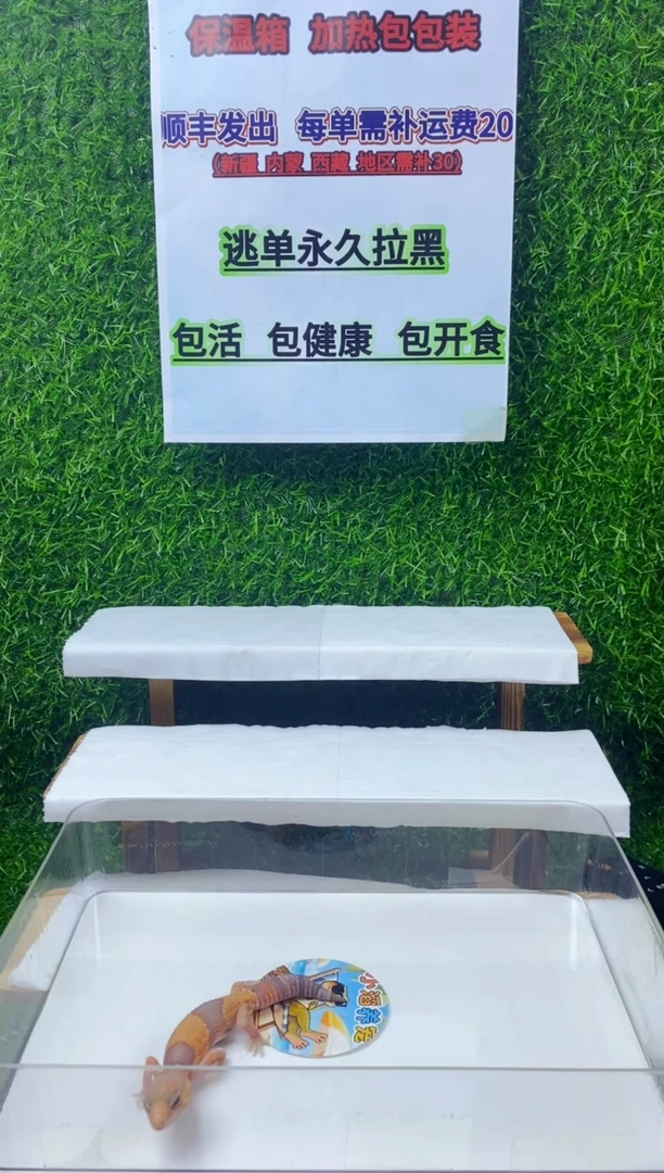 豹纹守宫豹纹守宫可爱