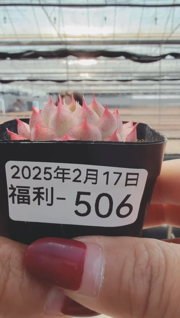 【闪购商品】福利多肉-506