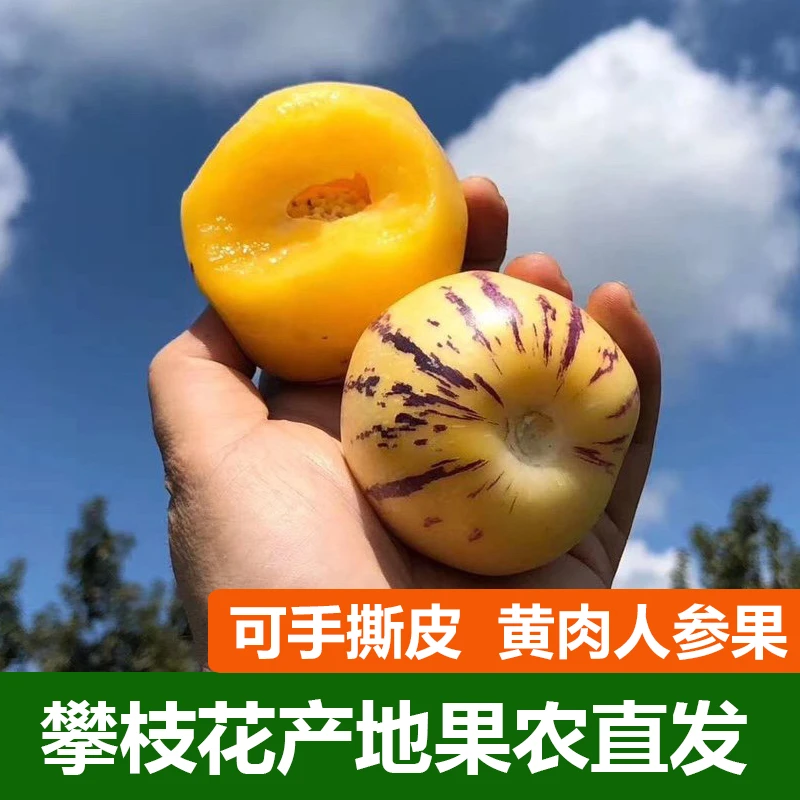 四川攀枝花树上熟黄肉人参果圆果清甜多汁当季新鲜现摘孕妇水果