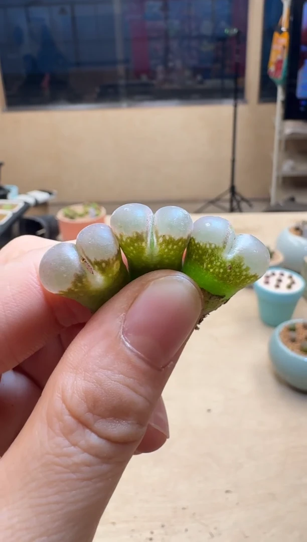 【闪购商品】1/24-119