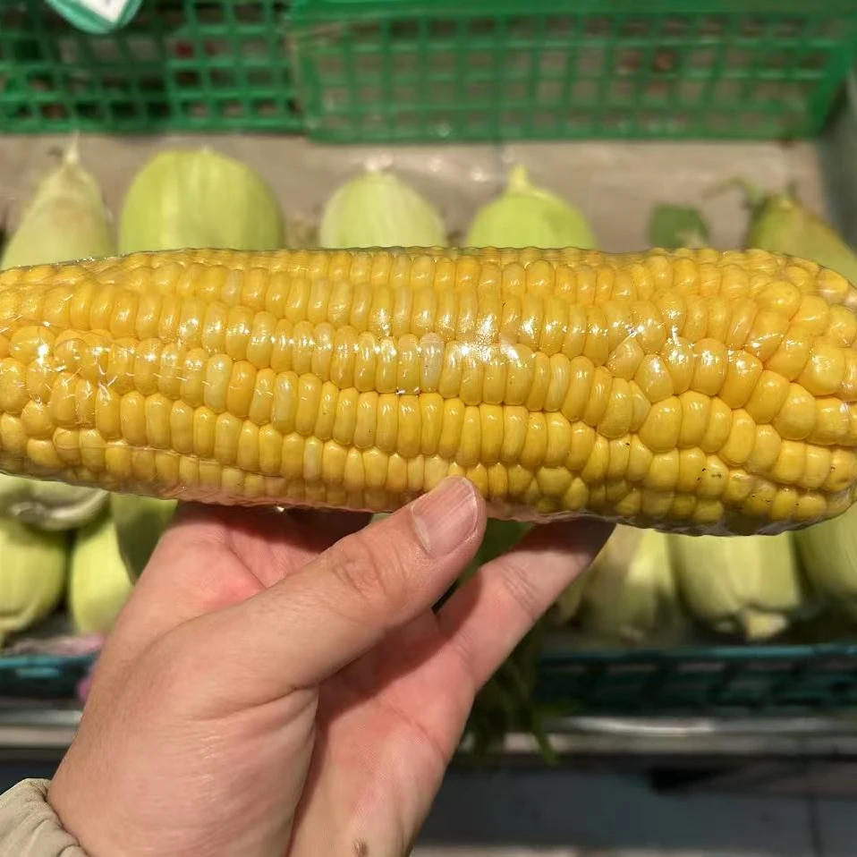 鲜玉米两根（蔬菜）